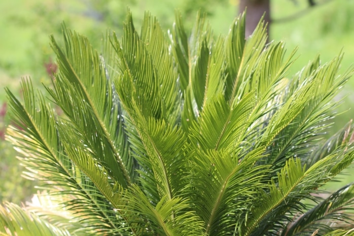 Palmfarn - Cycas revoluta