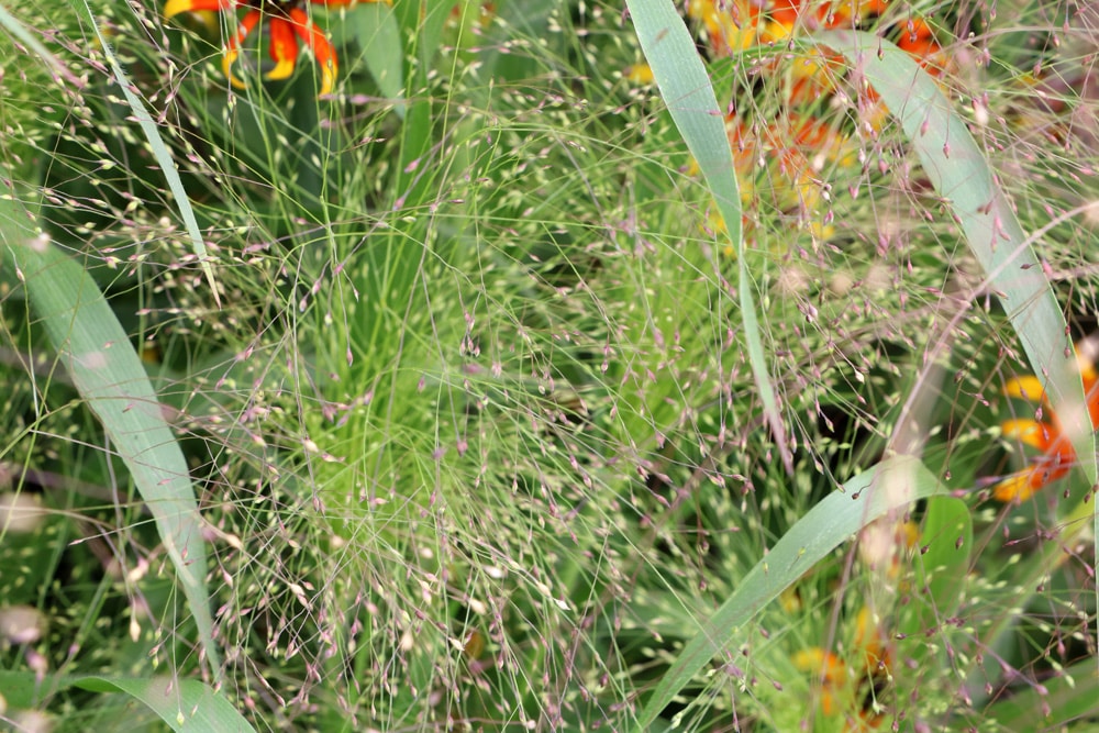 Rutenhirse - Panicum virgatum