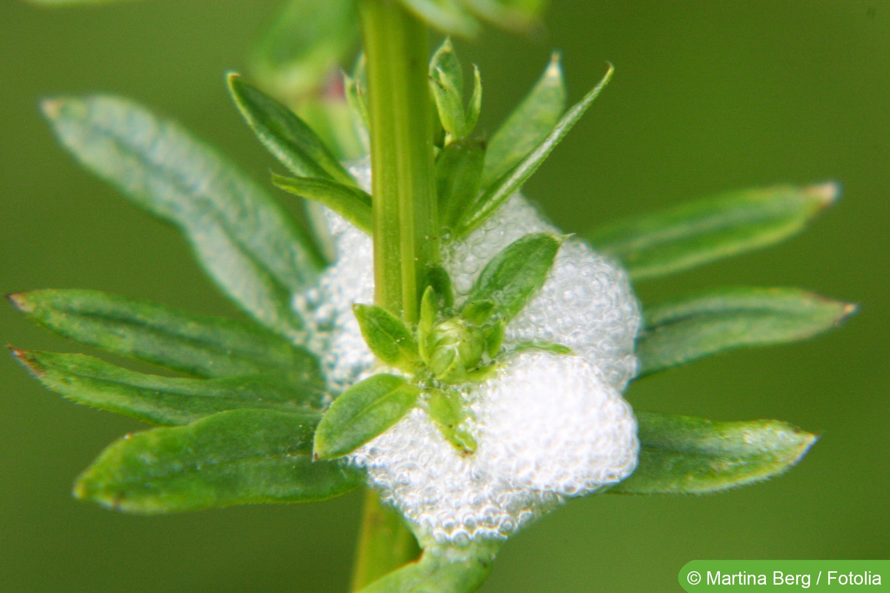 bio saatgut für sprossen Bio-Sprossen Samen-Set Würzig-Scharf kaufen main image 0