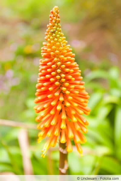 Kniphofia eignen sich als Schnittblumen - der Rückschnitt gehört zur Pflege