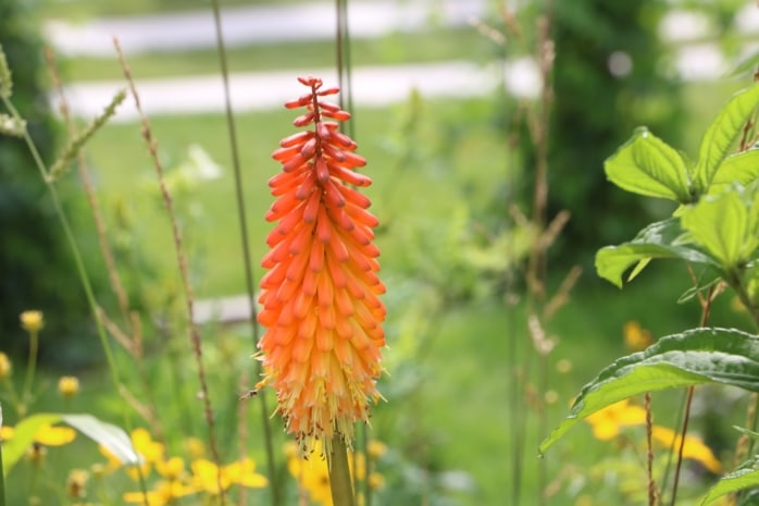 Fackellilie (Kniphofia)