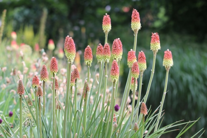 Fackellilie (Kniphofia)