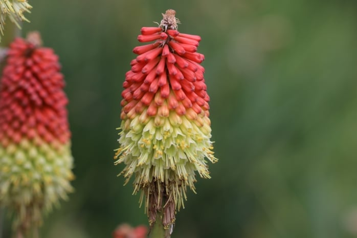 Fackellilie (Kniphofia)