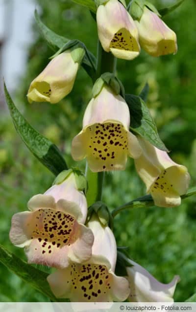 Digitalis purpurea ist eine zweijährige Wild- und Gartenpflanze