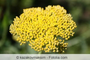 Als Wiesenblume fühlt sich Goldgarbe im Bauerngarten sehr wohl