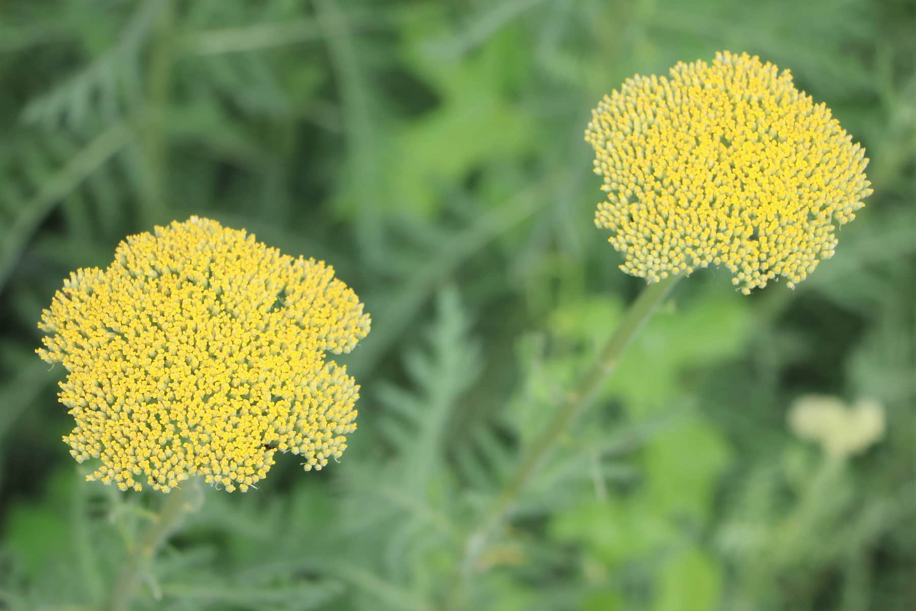 Goldgarbe, Achillea filipendulina - Pflege der Gelben Schafgarbe -  Hausgarten.net