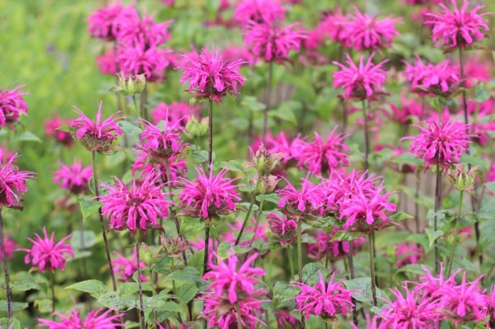 Goldmelisse (Monarda), Indianermelisse