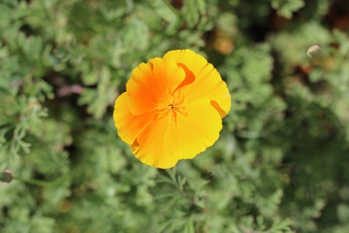 Goldmohn (Eschscholzia californica)