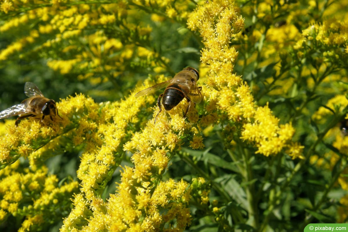 Goldrute - Goldraute - Solidago