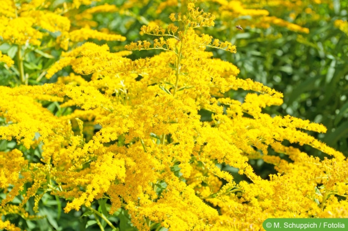 Goldrute (Solidago)