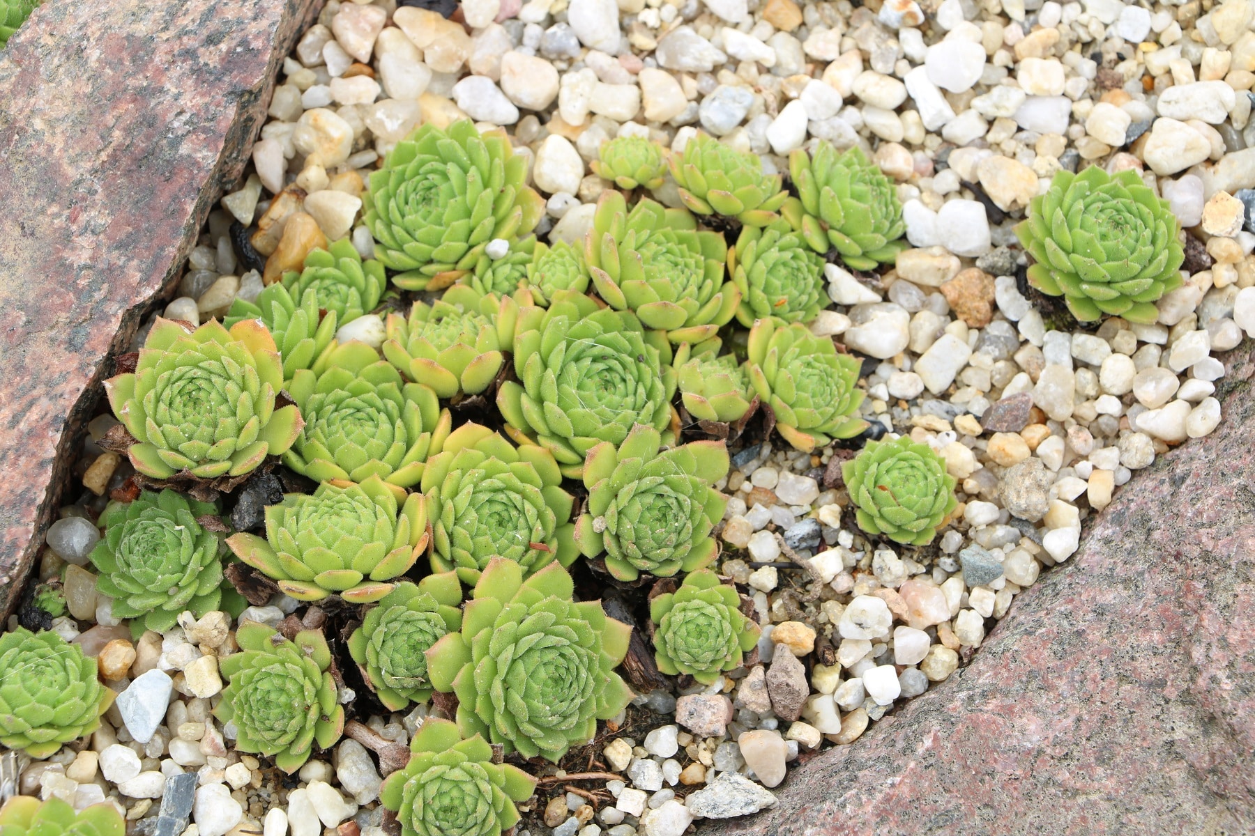 Hauswurz, Sempervivum - Arten der Sukkulenten & Pflege - Hausgarten.net