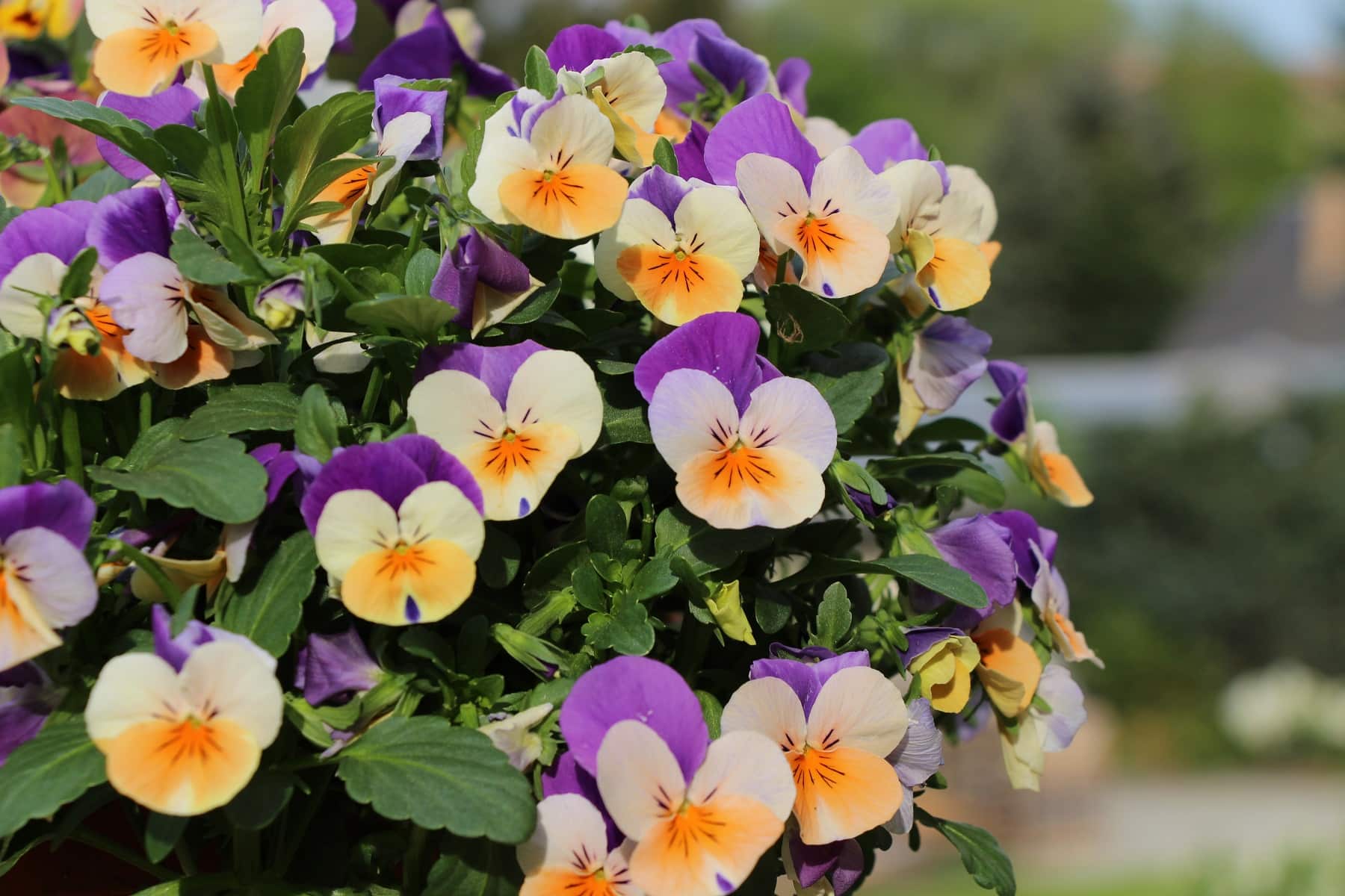 Hornveilchen, Viola cornuta - Pflege und berwintern - Hausgarten.net