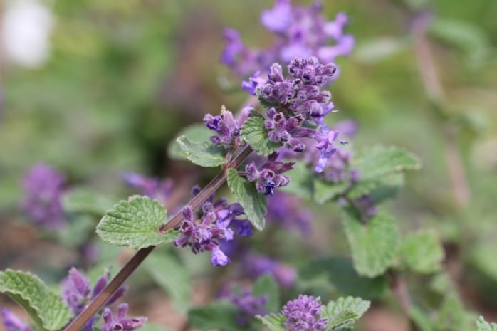 Katzenminze (Nepeta)