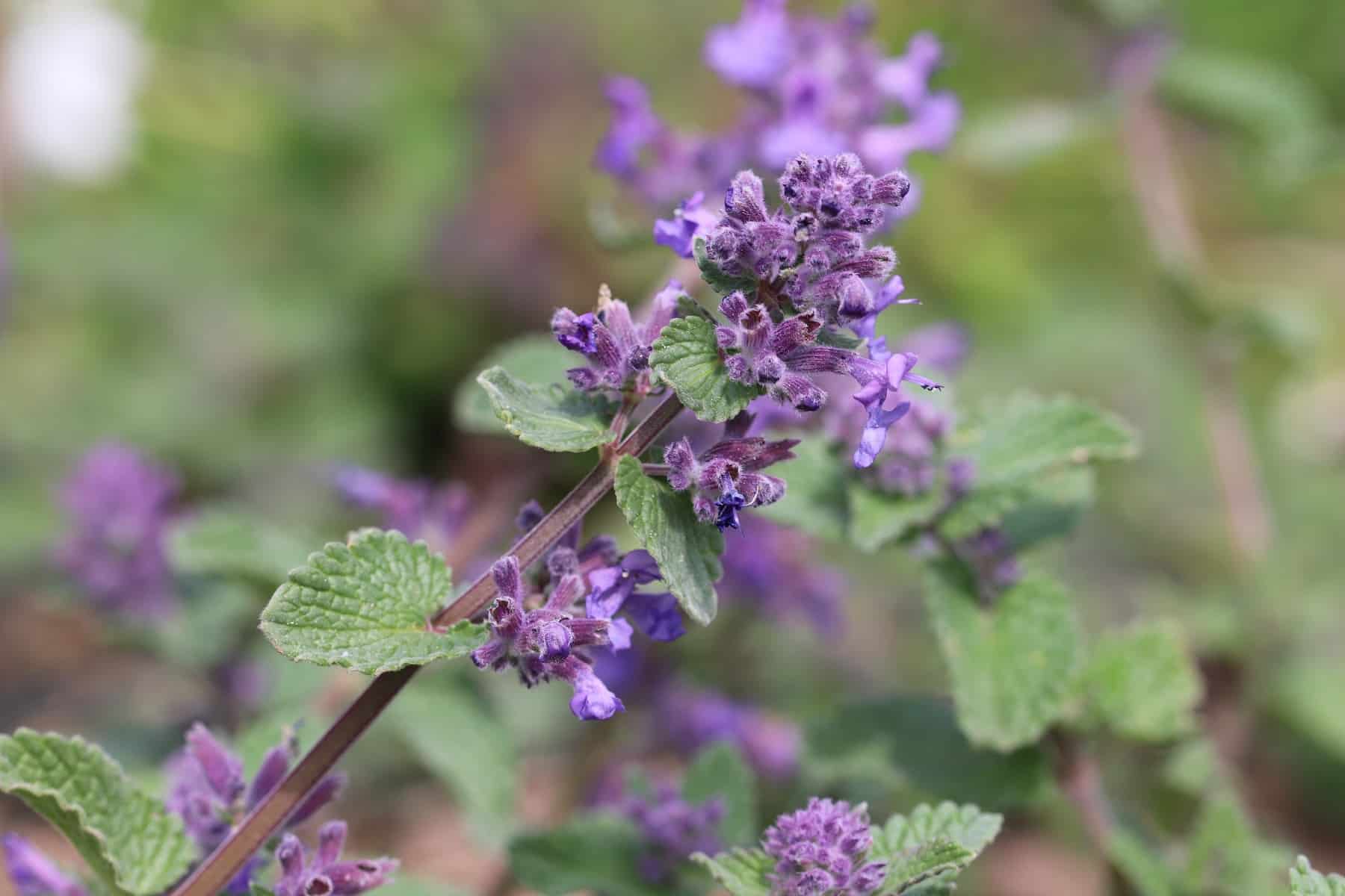 Katzenminze, Nepeta cataria - Pflanzen und Pflege - Hausgarten.net