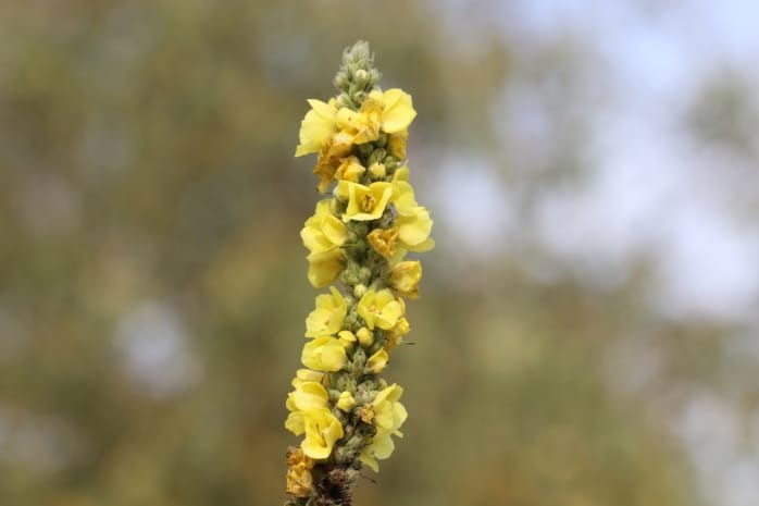 Königskerze (Verbascum)