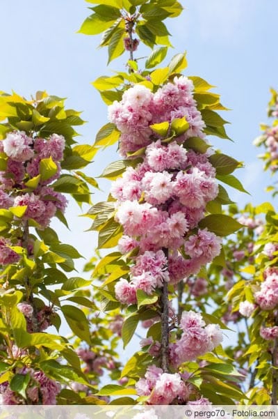 Prunus dulcis sind dekorative Ziergehölze mit prächtiger Blüte