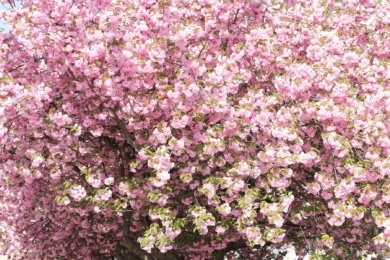 Mandelbaum (Prunus dulcis)