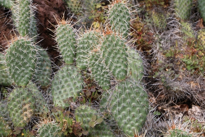 Winterharte Kakteen - Opuntia howeyi