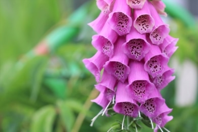 Roter Fingerhut (Digitalis purpurea)