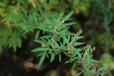 Gemeiner Beifuß (Artemisia vulgaris)