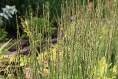 Blaues Pfeifengras (Molinia caerulea)