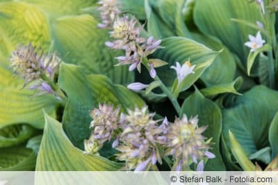 Hostas sind winterharte Gartenpflanzen