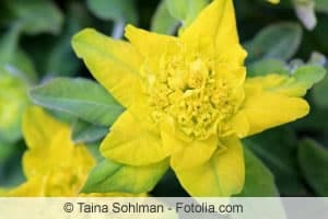 Gold-Wolfsmilch ist bekannt für seine goldgelben Blüten