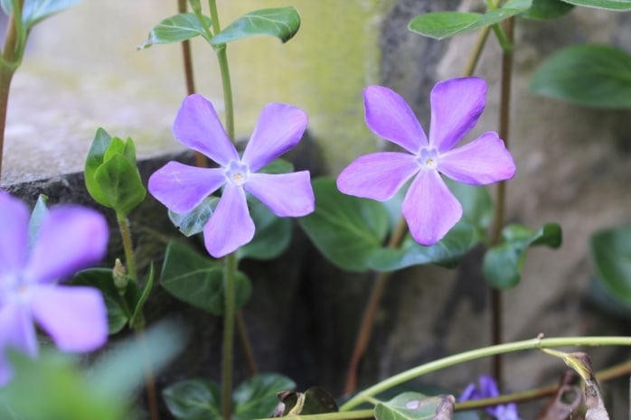 Großes Immergrün (Vinca major)