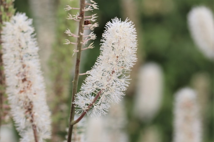 Oktober-Silberkerze (Actaea simplex)