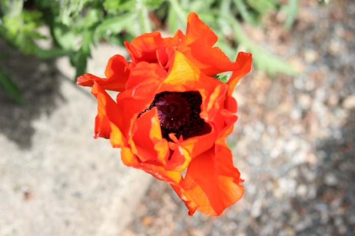 Orientalischer Mohn (Papaver orientale)