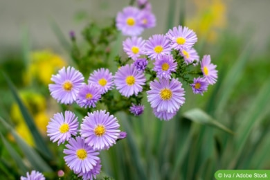 Raublattaster (Symphyotrichum novae-angliae)