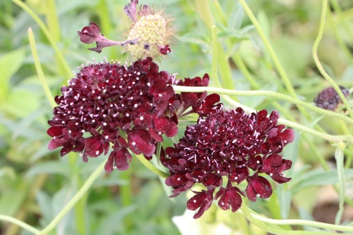 Samt-Skabiose (Scabiosa atropurpurea)