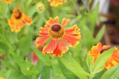 Sonnenbraut (Helenium)