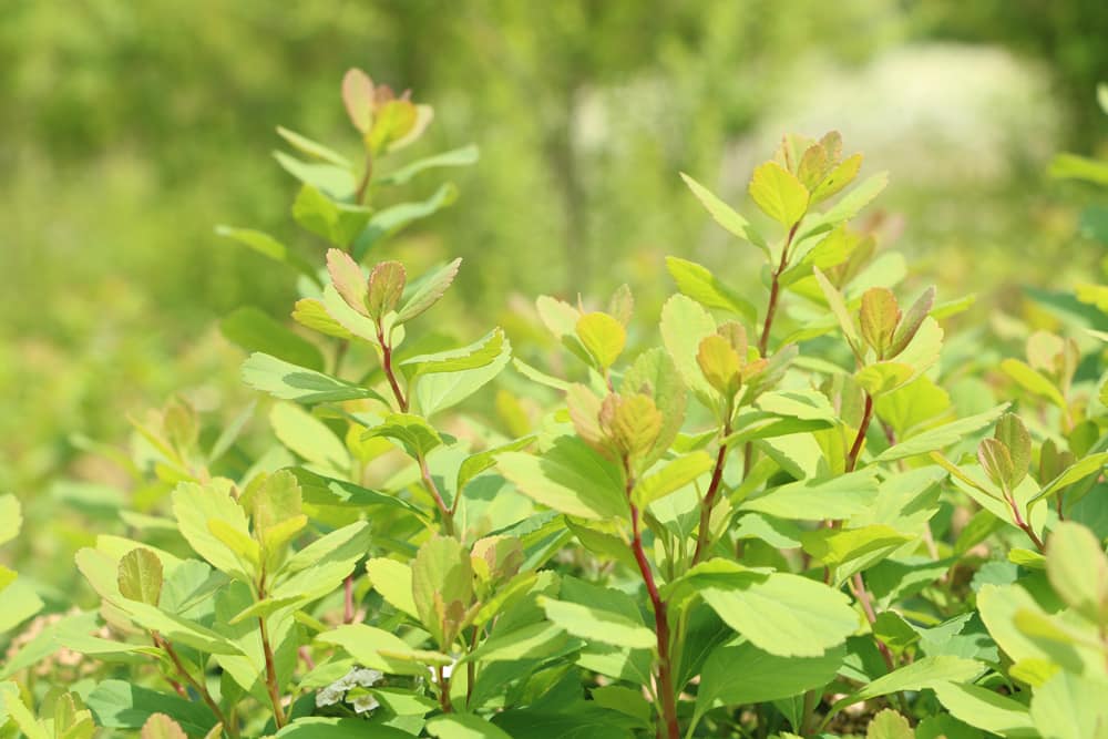 Spierstrauch - Spiraea