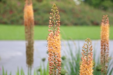 Steppenkerze (Eremurus)