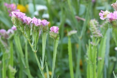 Strandflieder (Limonium sinuatum), Meerlavendel