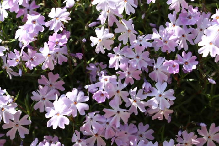 Teppich-Phlox (Phlox subulata)