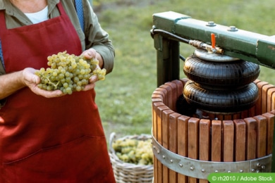 Wein aus Trauben herstellen