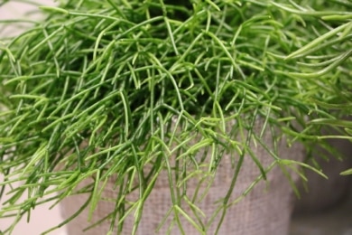 Binsenkaktus (Rhipsalis baccifera)