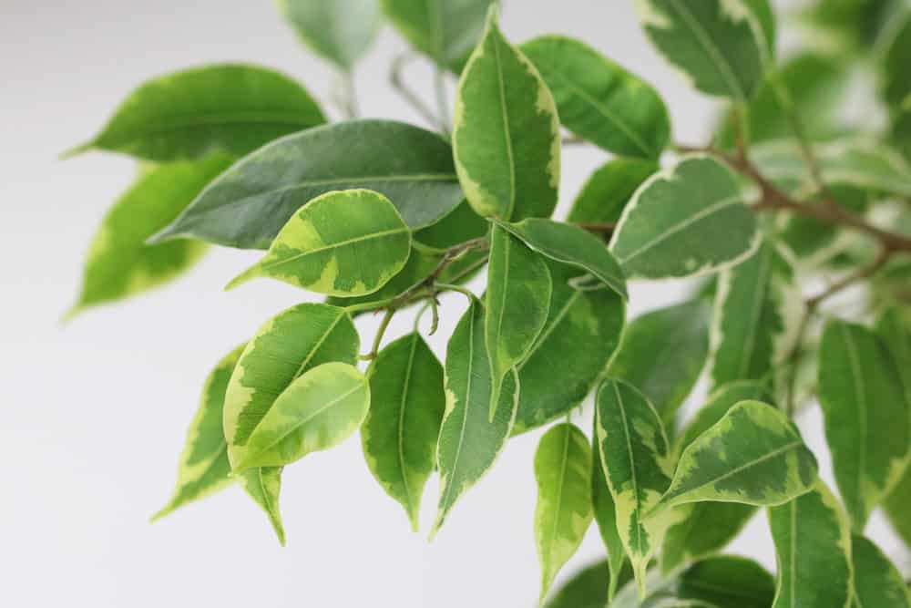 Birkenfeige ist nichts für Allergiker*Innen - Ficus benjamini