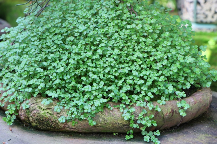 Bubiköpfchen - Soleirolia soleirolii