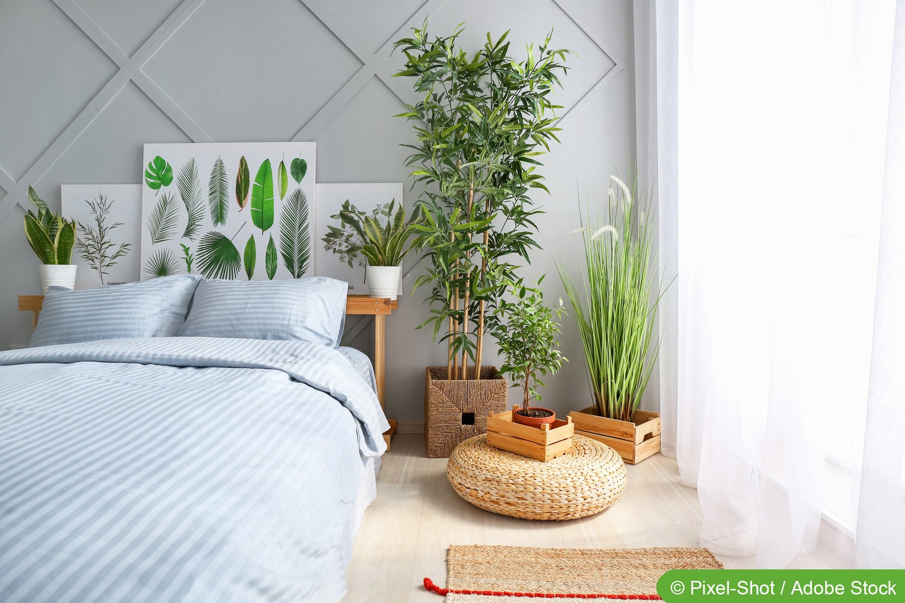 zimmerpflanzen im schlafzimmer - empfehlenswerte pflanzen