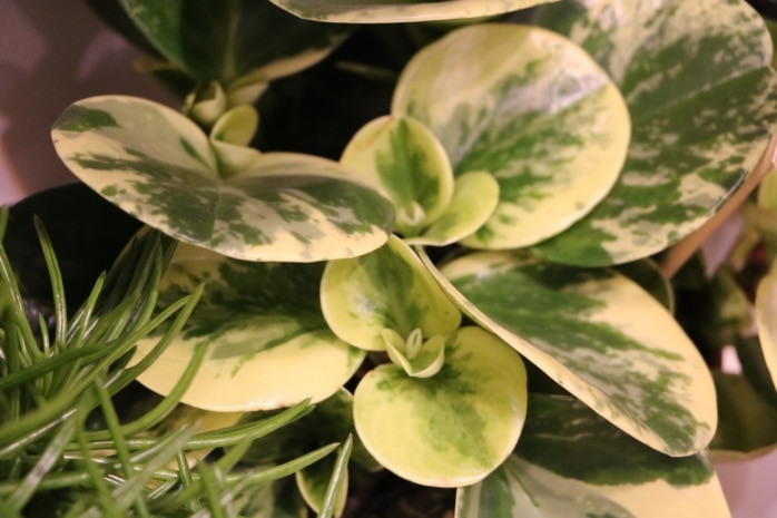 Zwergpfeffer (Peperomia)