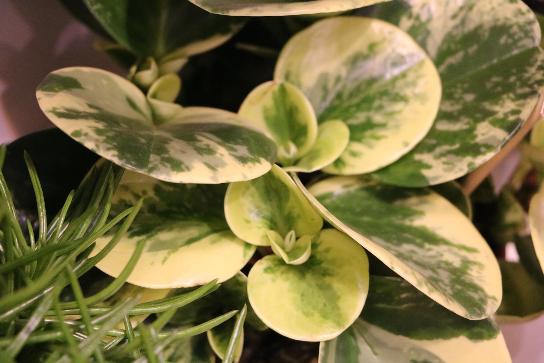 epipremnum pinnatum marble variegata pflege Epipremnum 'Marble' main image 0