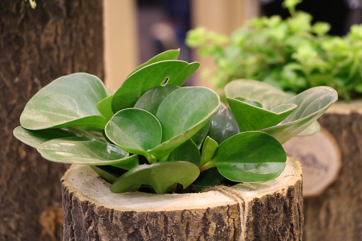 Zwergpfeffer, Peperomia obtusifolia richtig pflegen - Hausgarten.net