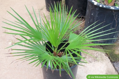 Winterharte mediterrane Kübelpflanzen - Blaue Zwergpalme (Chamaerops humilis var. cerifera)