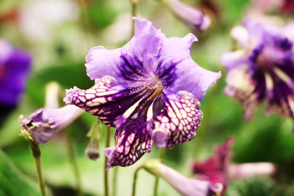 Drehfrucht - Streptocarpus saxorum