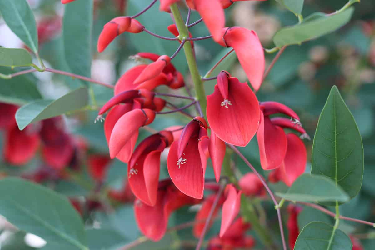 Korallenstrauch - Erythrina crista galli