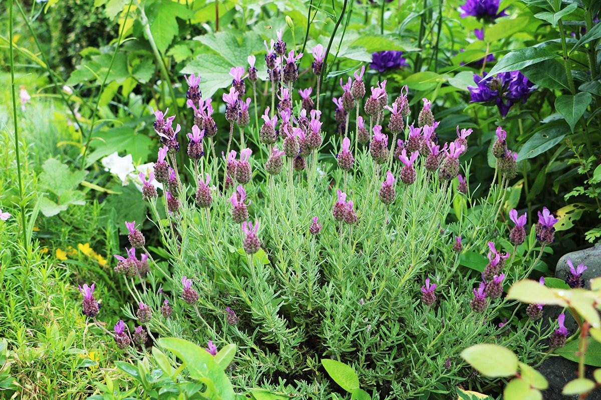 Schopf-Lavendel - Lavandula stoecha