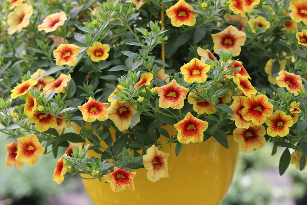 Million-bells - Zauberglöckchen - Calibrachoa